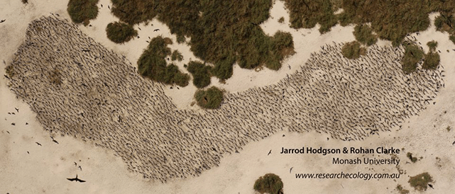 Crested Tern colony on a remote island in north-western Australia photographed by a UAV.