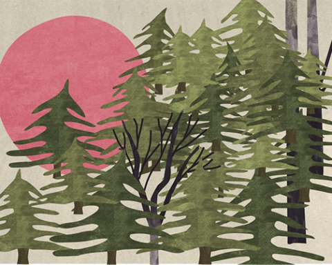 Forest Illustration by Julie Flett