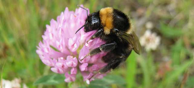 The Reintroduction Of The Short Haired Bumblebee Corporate Knights
