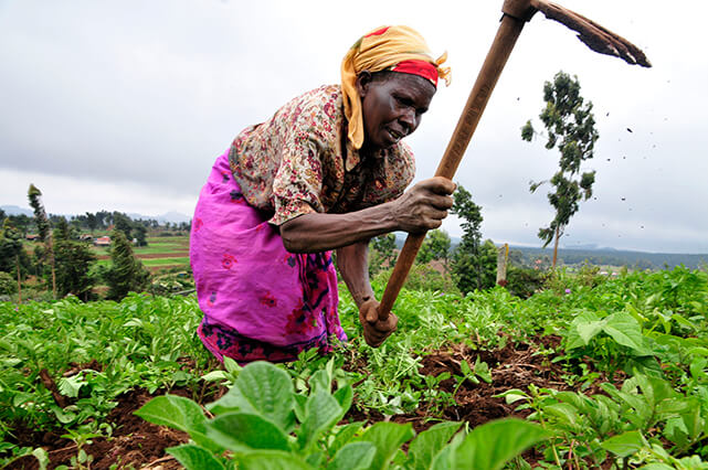 A Kenyan farmer at work in the Mount Kenya region. Photo by CIAT.