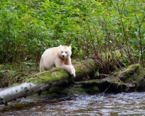 Great bear rainforest