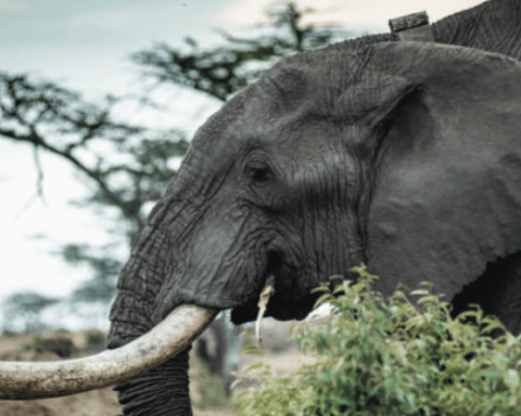 covid tourism wildlife