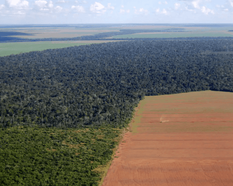large-soy-field-cuts-into-the-forest-in-Brazil.
