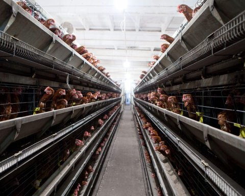 Chickens on a factory farm