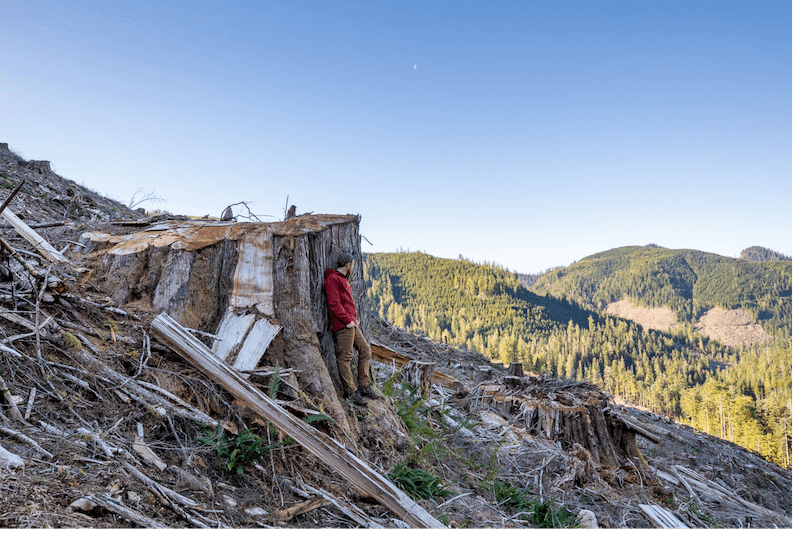 old-growth forests bc