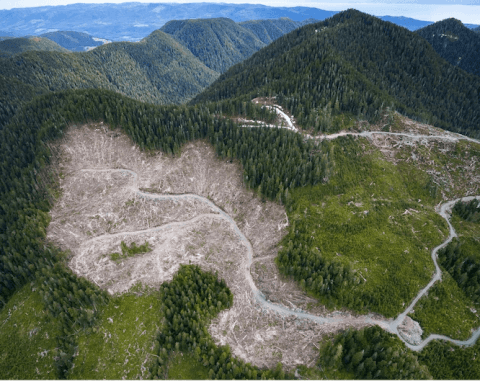 Fairy Creek_Photo by TJ WATT