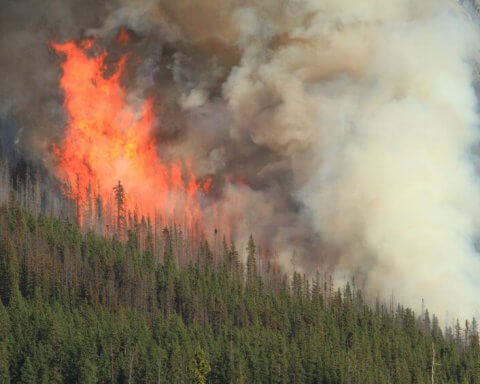 Indigenous forestry burning