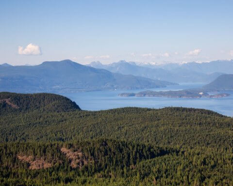 Indigenous land back forest