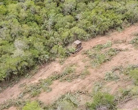 deforestation Gran Chaco