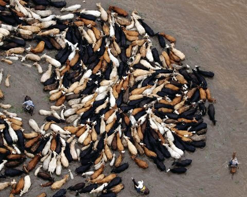 climate change livestock farming