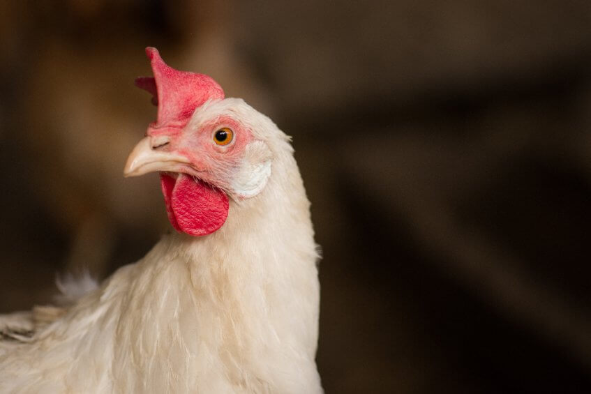 Which restaurants and grocers have the best animal welfare standards? Which restaurants and grocers have the best animal welfare standards?