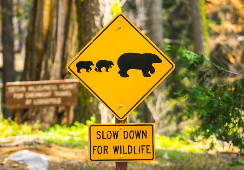 Seven ways to include nature in our economic choices