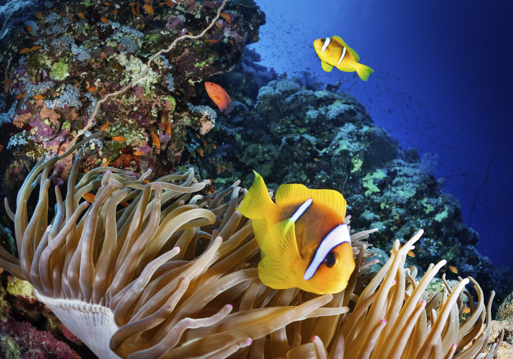 Seven ways governments can reach their COP15 goals to save the oceans