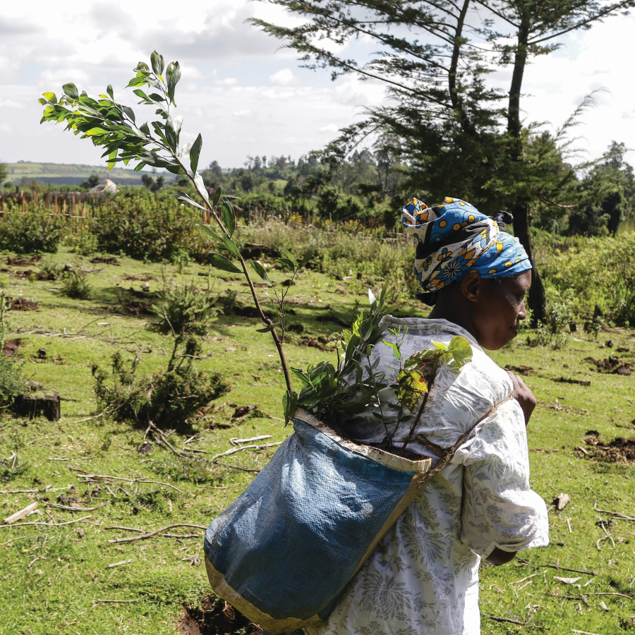 How Cracks Emerged In Africa s Plan To Plant A Wall Of Trees How Cracks Emerged In Africa s Plan To Plant A Wall Of Trees