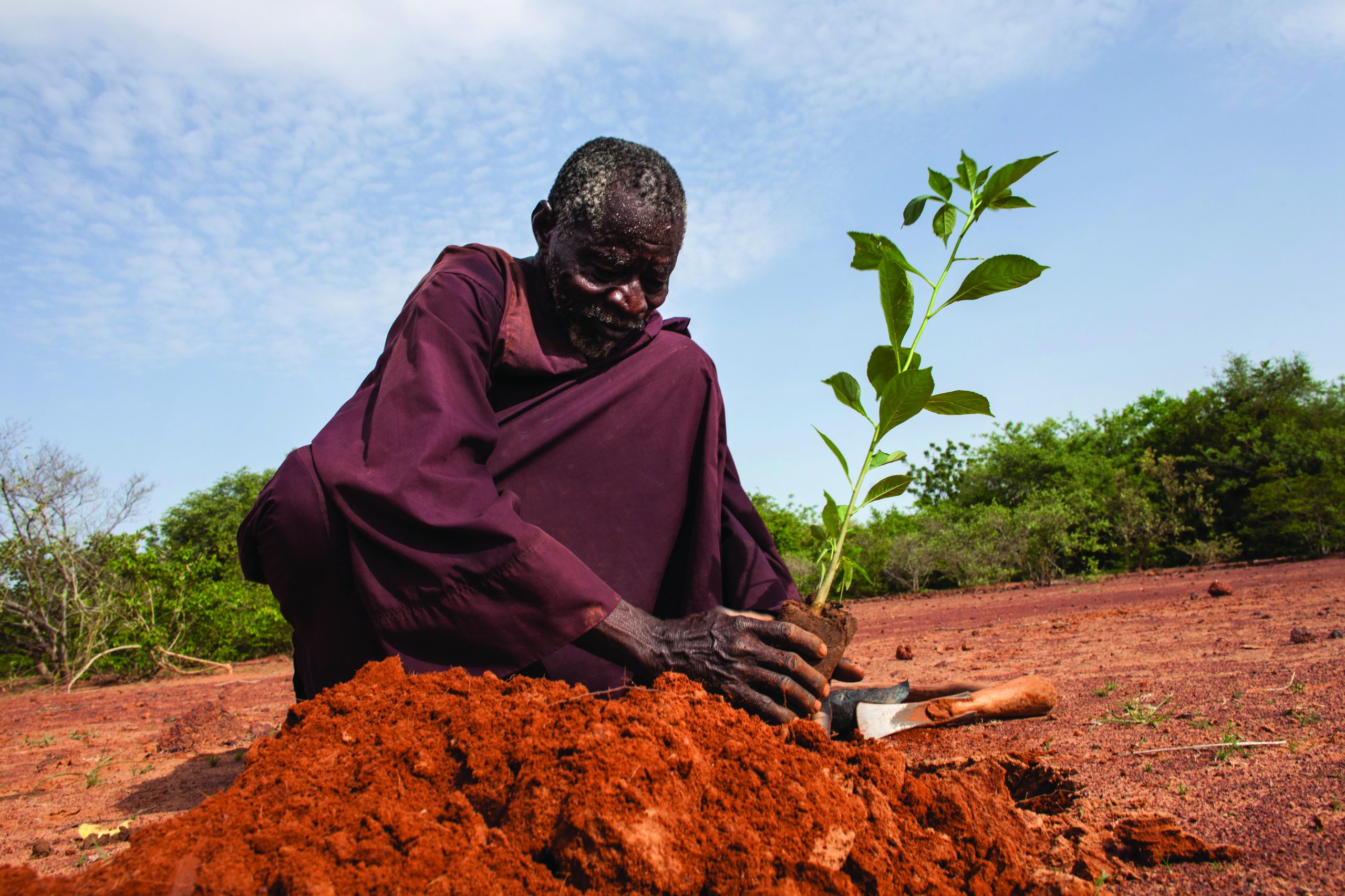 How cracks emerged in Africa's plan to plant a wall of trees