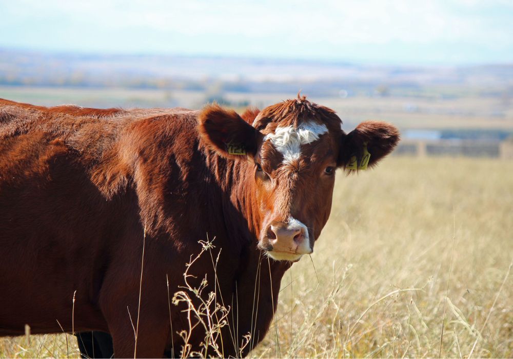 Beef lobbying group’s ‘MBA’ downplays industry’s climate impact