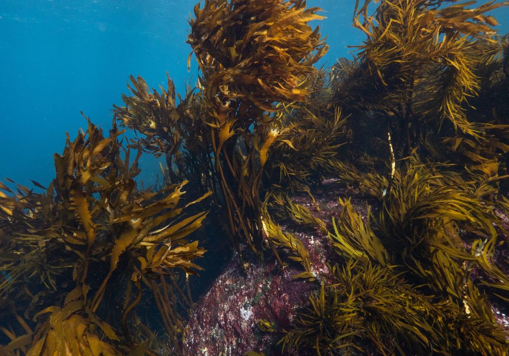 What if kelp forests can save the oceans? | Corporate Knights