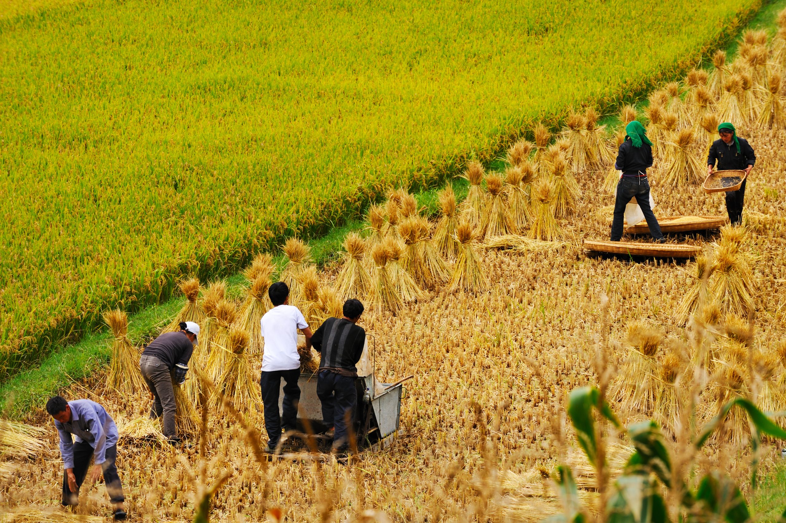 Climate change is battering China’s agriculture sector. Here’s how it is responding.