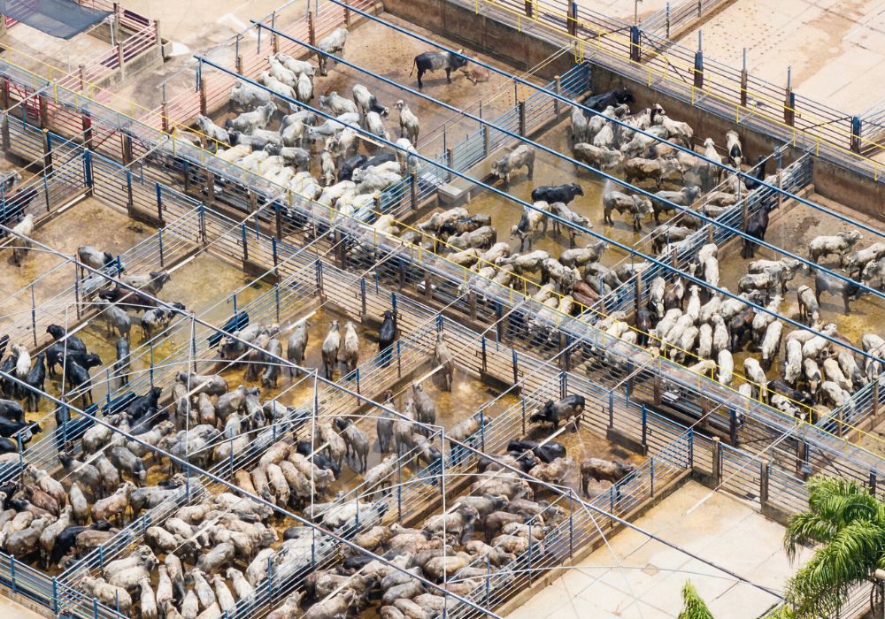 Report exposes brazen tax avoidance by meat giant JBS