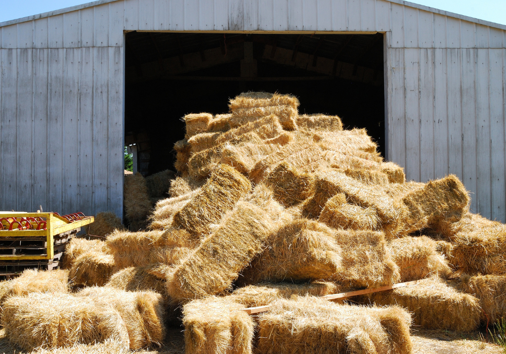 Biomass may be the climate-friendly building material we've been waiting for